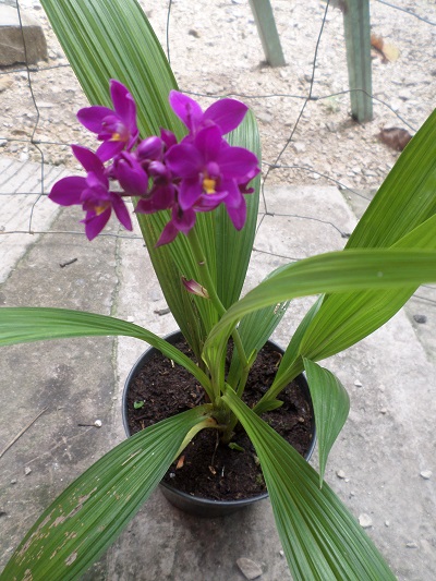 [Foto de planta, jardin, jardineria]