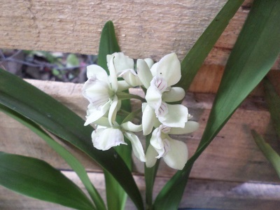 [Foto de planta, jardin, jardineria]