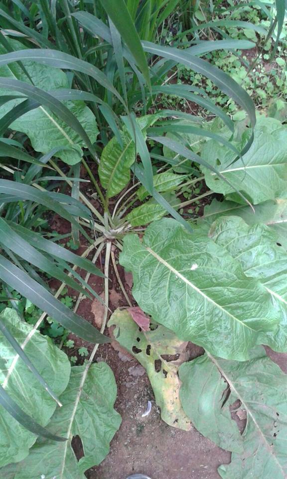 [Foto de planta, jardin, jardineria]