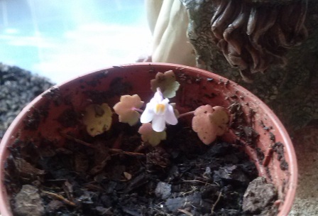 [Foto de planta, jardin, jardineria]