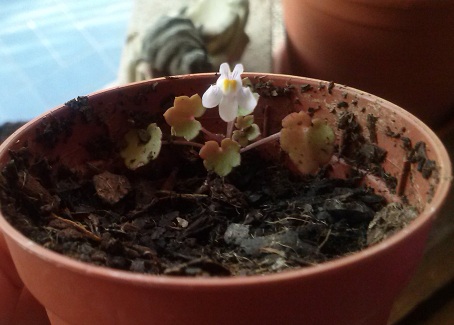 [Foto de planta, jardin, jardineria]