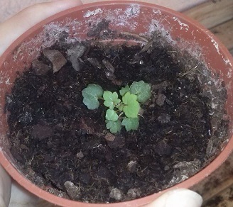 [Foto de planta, jardin, jardineria]