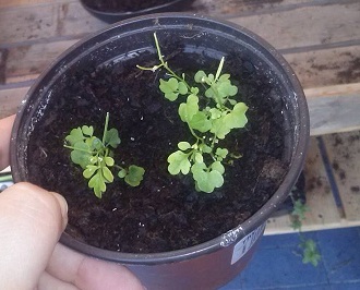 [Foto de planta, jardin, jardineria]