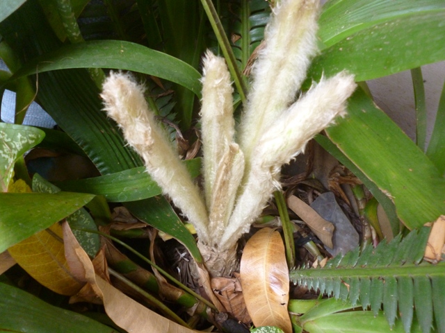 [Foto de planta, jardin, jardineria]