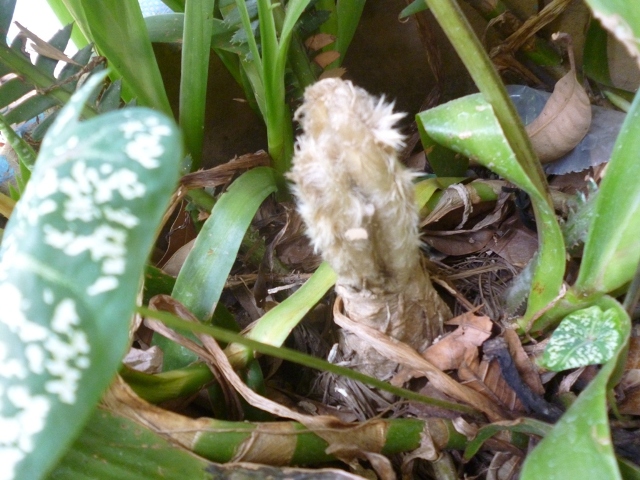 [Foto de planta, jardin, jardineria]