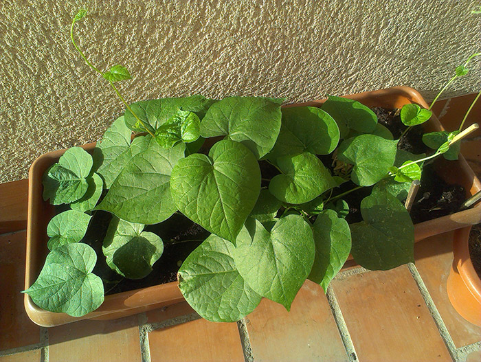 [Foto de planta, jardin, jardineria]