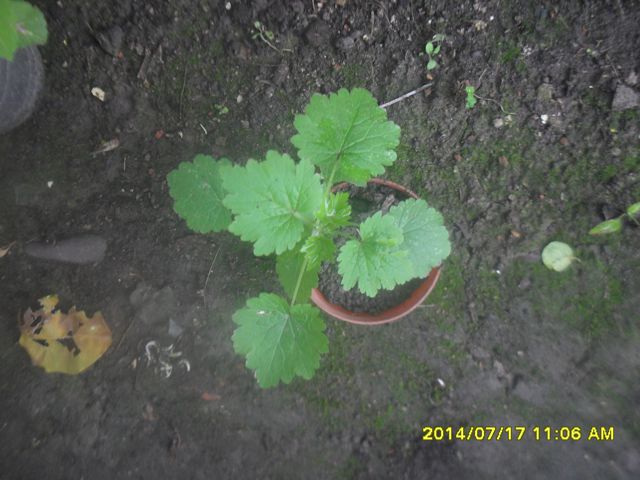 [Foto de planta, jardin, jardineria]