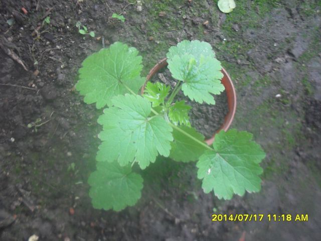 [Foto de planta, jardin, jardineria]