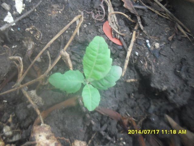 [Foto de planta, jardin, jardineria]