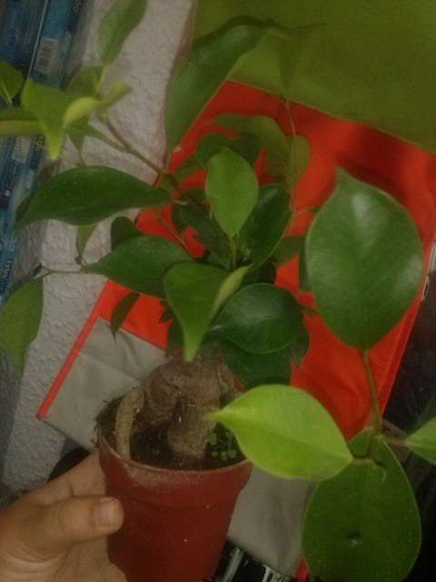 [Foto de planta, jardin, jardineria]