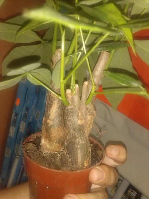 [Foto de planta, jardin, jardineria]
