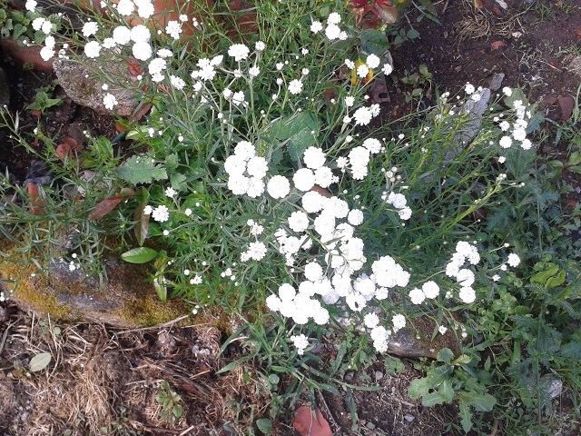 [Foto de planta, jardin, jardineria]