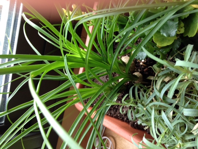 [Foto de planta, jardin, jardineria]