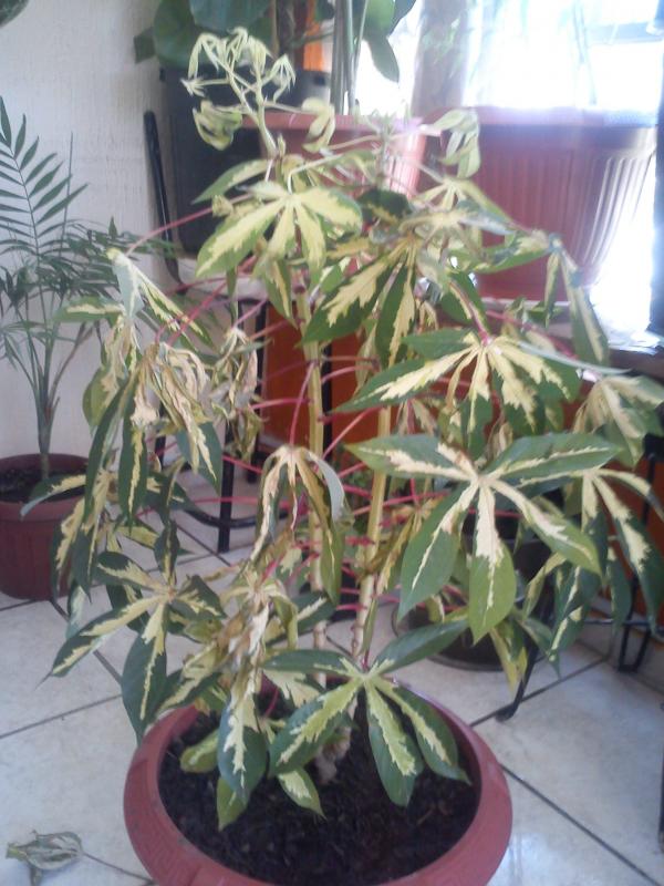 [Foto de planta, jardin, jardineria]