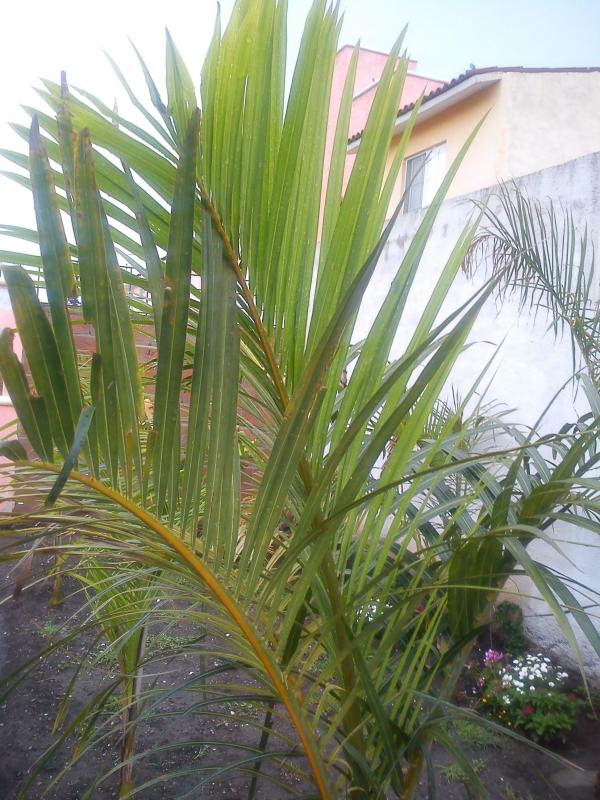 [Foto de planta, jardin, jardineria]
