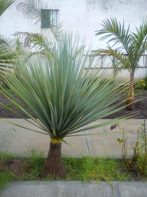 [Foto de planta, jardin, jardineria]