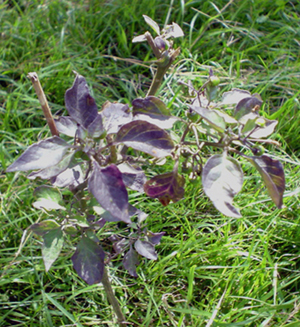 [Foto de planta, jardin, jardineria]
