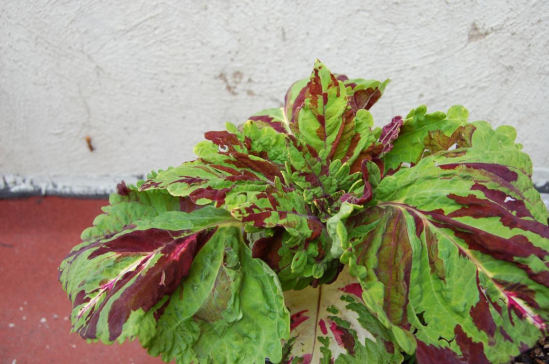 [Foto de planta, jardin, jardineria]