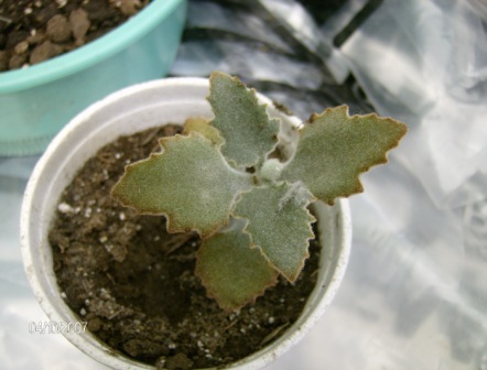 [Foto de planta, jardin, jardineria]