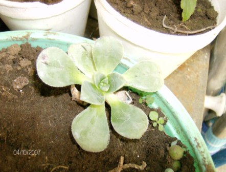 [Foto de planta, jardin, jardineria]