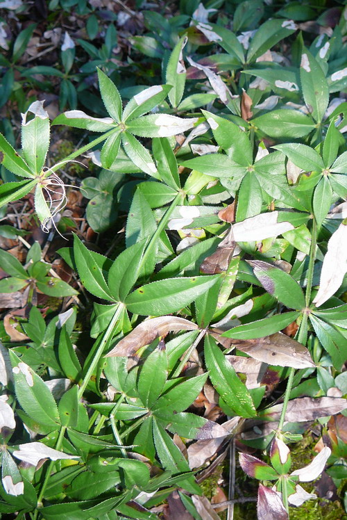 [Foto de planta, jardin, jardineria]