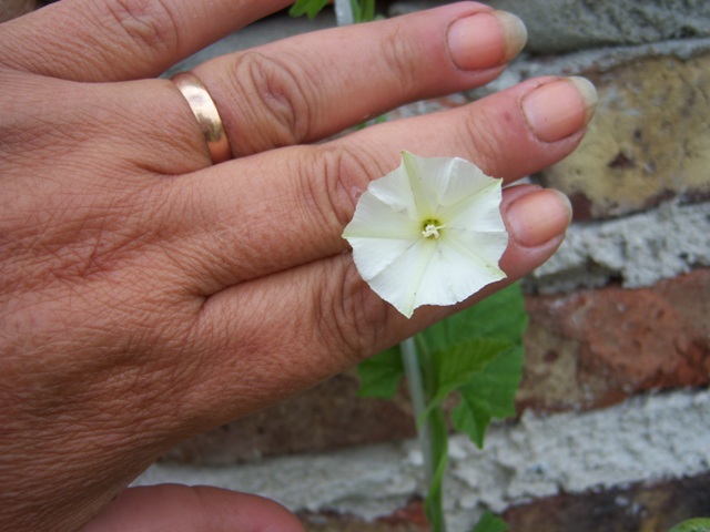 [Foto de planta, jardin, jardineria]