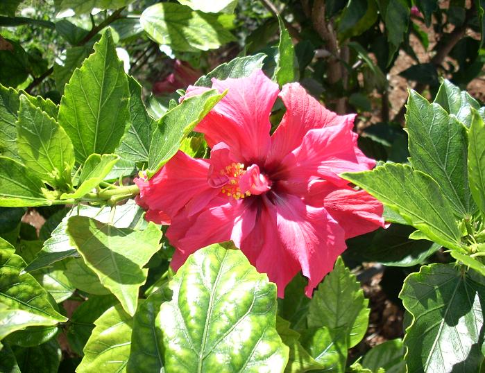 [Foto de planta, jardin, jardineria]