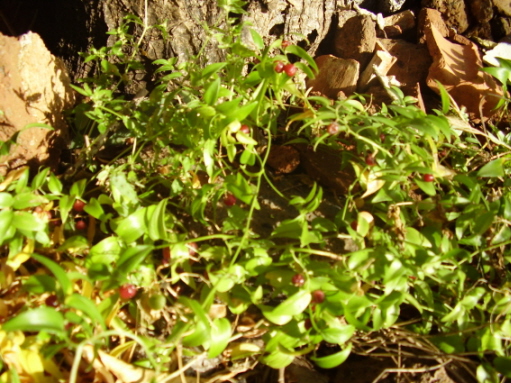 [Foto de planta, jardin, jardineria]