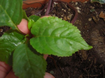 [Foto de planta, jardin, jardineria]