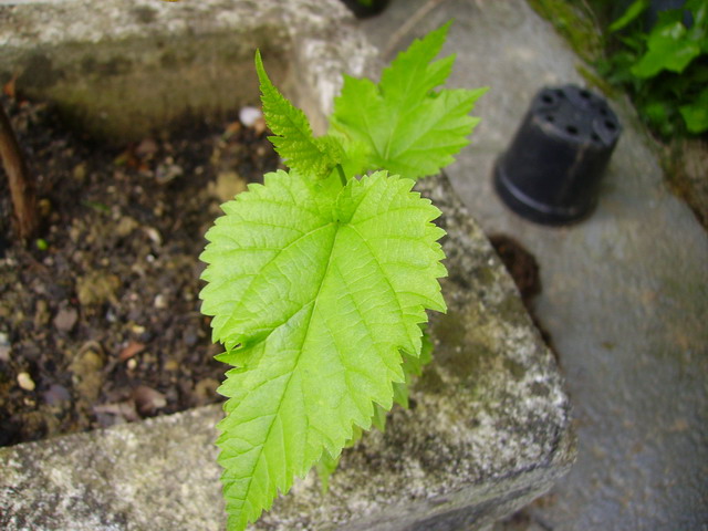 [Foto de planta, jardin, jardineria]