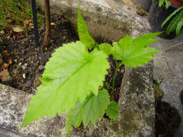 [Foto de planta, jardin, jardineria]