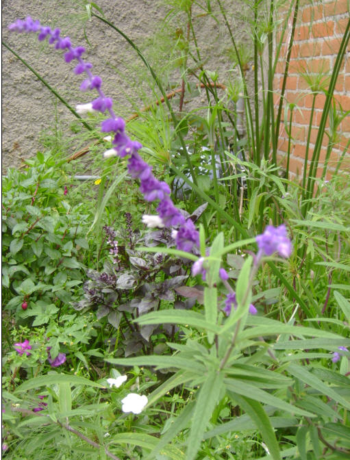 [Foto de planta, jardin, jardineria]