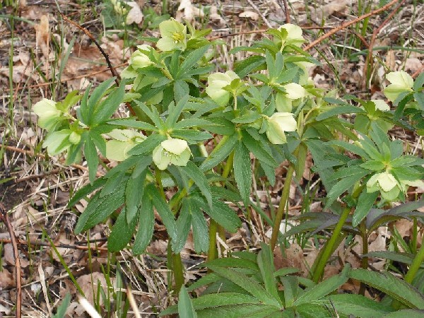 [Foto de planta, jardin, jardineria]