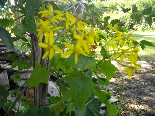 [Foto de planta, jardin, jardineria]