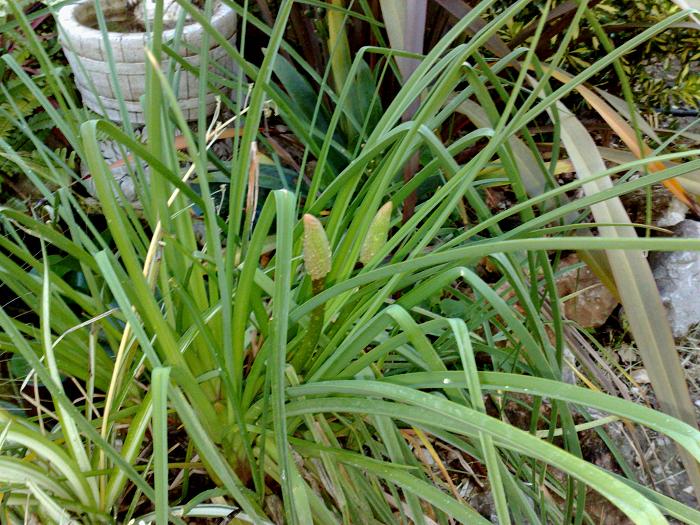 [Foto de planta, jardin, jardineria]