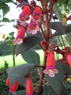 [Foto de planta, jardin, jardineria]