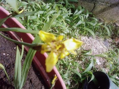 [Foto de planta, jardin, jardineria]