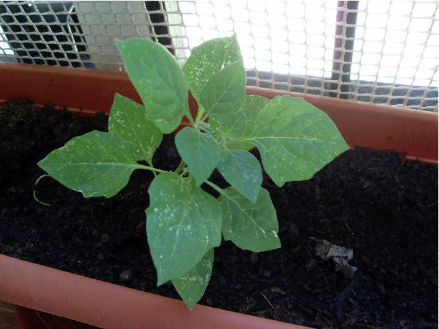 [Foto de planta, jardin, jardineria]