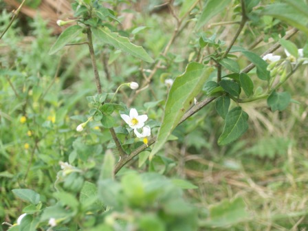 [Foto de planta, jardin, jardineria]