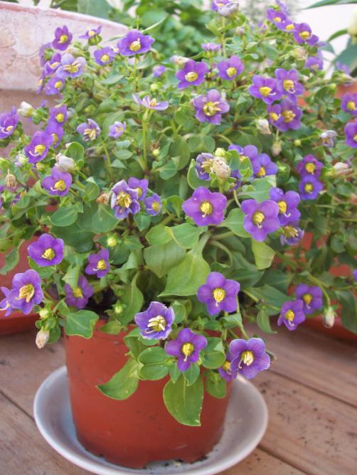 [Foto de planta, jardin, jardineria]