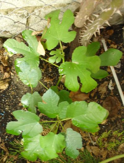 [Foto de planta, jardin, jardineria]