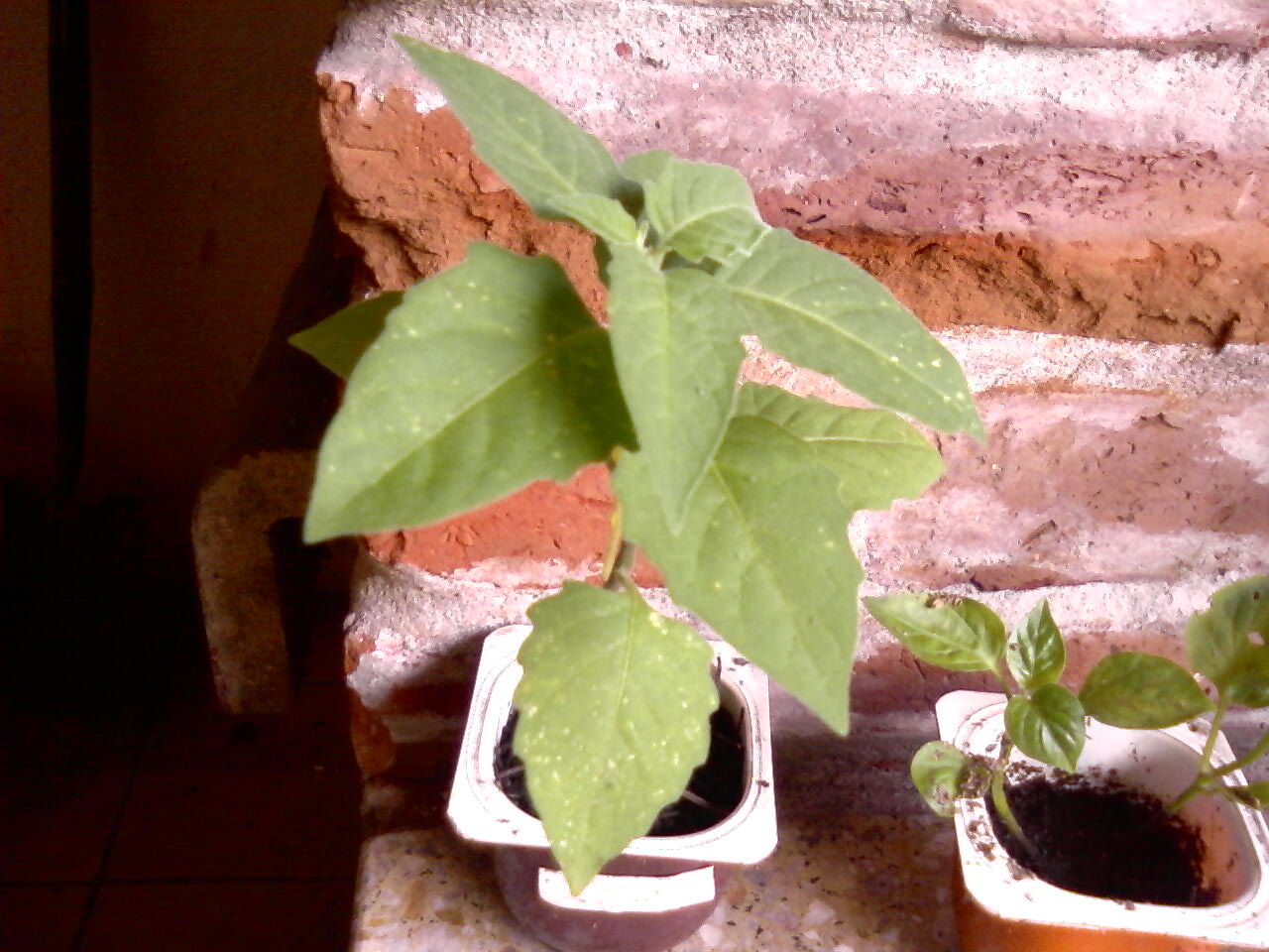 [Foto de planta, jardin, jardineria]