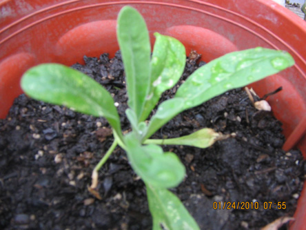 [Foto de planta, jardin, jardineria]