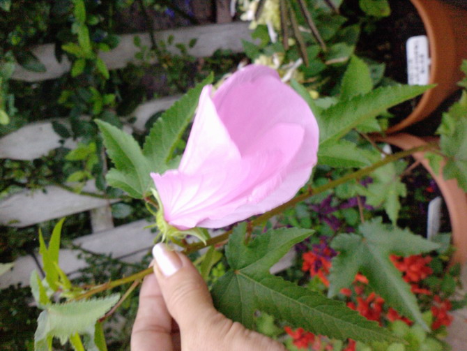 [Foto de planta, jardin, jardineria]
