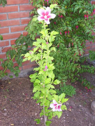 [Foto de planta, jardin, jardineria]