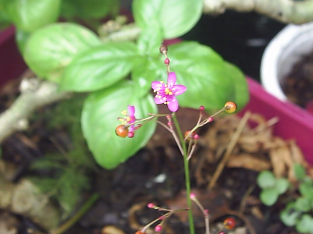 [Foto de planta, jardin, jardineria]