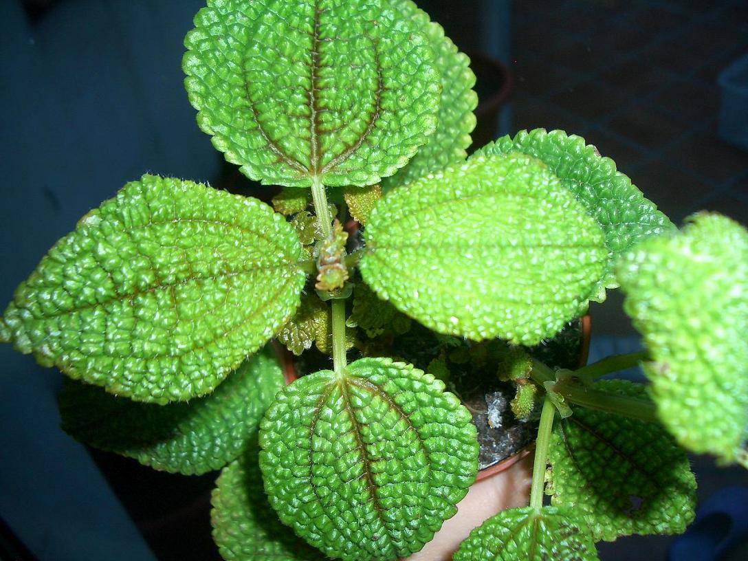 [Foto de planta, jardin, jardineria]