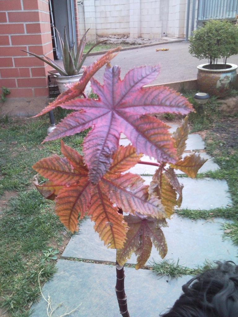 [Foto de planta, jardin, jardineria]