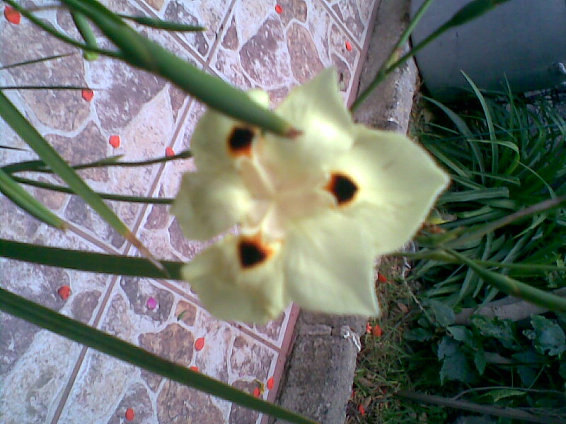 [Foto de planta, jardin, jardineria]