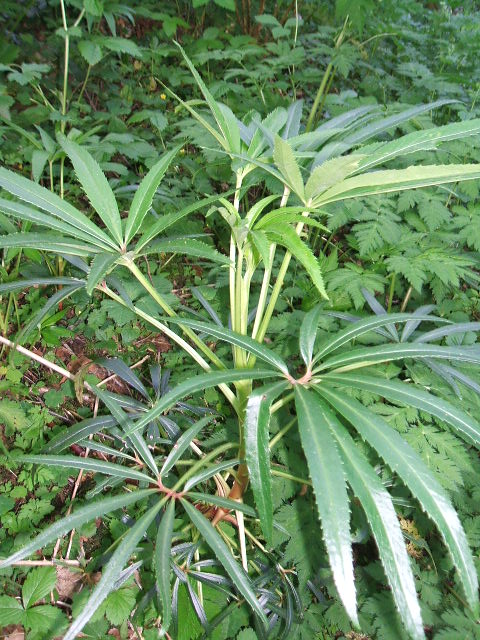 [Foto de planta, jardin, jardineria]